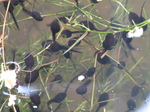 SX26906 Tadpoles in pond.jpg